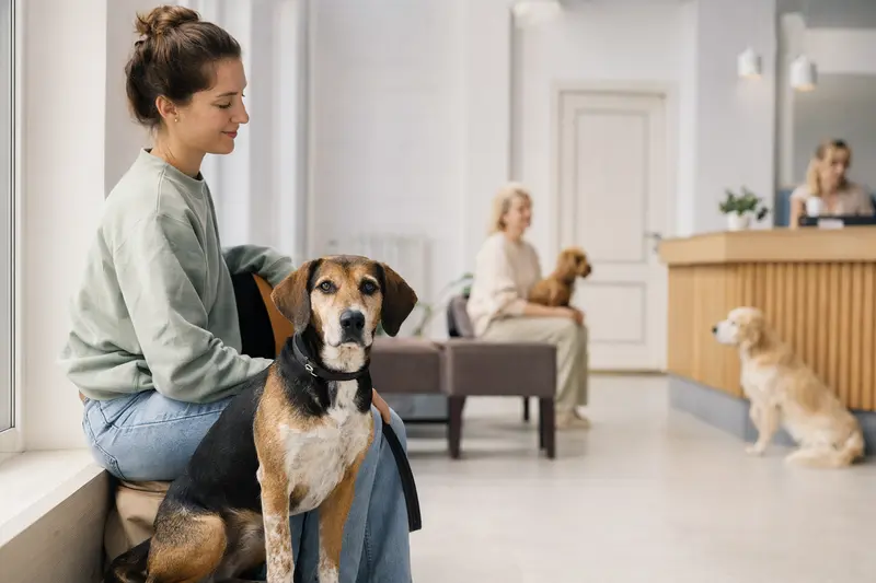 Ein Beagle-Harrier sitzt ruhig neben seinem Besitzer im hellen Wartezimmer einer modernen Tierarztpraxis.